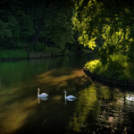 Tranquil world of green