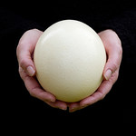 Ostrich Egg