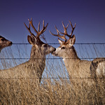 Mule Deer Across the Fence