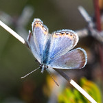Acmon Blue