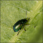 iridescent beetle