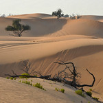 Evening in the EAU Desert