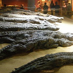 Crocodile Museum at Kom Ombo