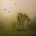 - spring mist in the morning field -