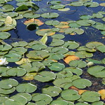 Lilly pond