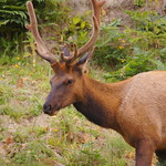 Roosevelt Elk