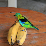 Sa&iacute;ra-sete-cores - Tangara seledon - Green-headed Tanager.