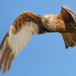 What you lookin' at?