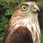 Sharp-shinned Hawk (Accipiter striatus)