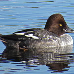 Common Goldeneye (Bucephala clangula), juvenile male