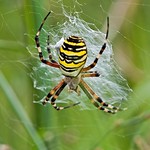Wasp Spider