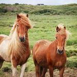 Icelandic horses
