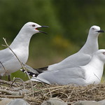 Black-billed gull - Larus bulleri