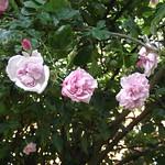 Hedging rose