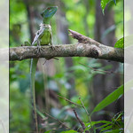 Basilic, Basiliscus plumifrons