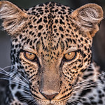 Leopard Portrait