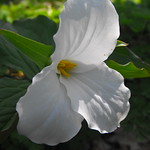 Trilliums