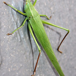 Katydid