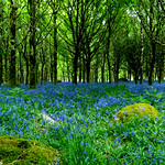 "Blue Velvet in the Green Wood"