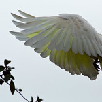 veiled flight