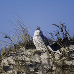 Snowy Owl Female