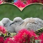 dove-love
