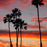 Palm Sunset