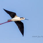 The flight of the Black-necked Stilt