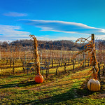 Three Fox Vineyards Delaplane VA