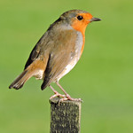 Robin at Hyde Hall Gardens, Essex
