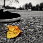 Fallen leaf with shoe -scape
