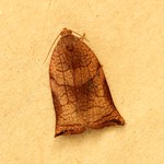 Lg Fruit-tree tortrix female