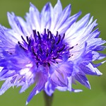 cornflower