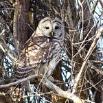 Barred owl