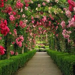 Rose Garden Summer