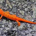 Red eft on OMF Rd.