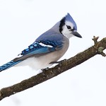 Blue Jay