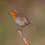 Pisco-de-peito-ruivo, European robin(Erithacus rubecula) - em Liberdade [in Wild]