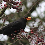 Mr Blackbird