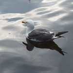 Lesser Black Backed Gull / Gaivota-de-Asa-Escura (Laurus fuscus)