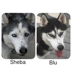 My L❤️VE's Showing them off In honor of National Dogs Day. Who's your fur baby Love?