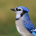 Colorful Blue Jay Portrait