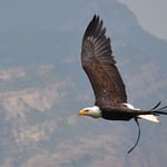 &Agrave;liga de cap blanc (Haliaetus leucocephalus)