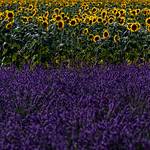 Missing Provence - 8