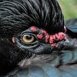 O pato