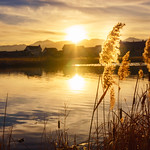 Sunset Through The Grass