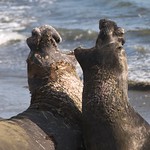 USA El&eacute;phants de mer "La loi du plus fort"