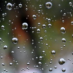 Raindrop view on the cherry tree