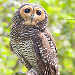 Spotted Wood Owl
