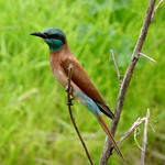Southern Carmine Bee-eater (Merops nubicoides)